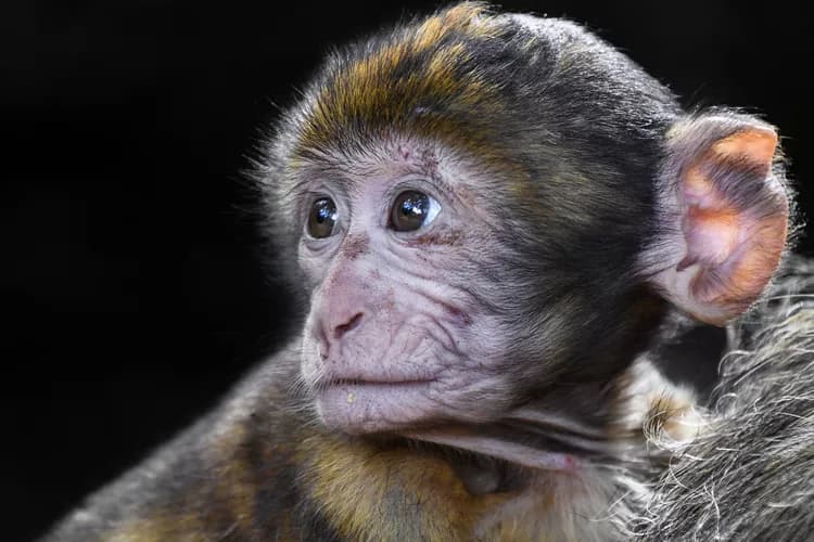 Surprising Monkey Study: Bad Times Do Not Cause Group Members To Change Behavior