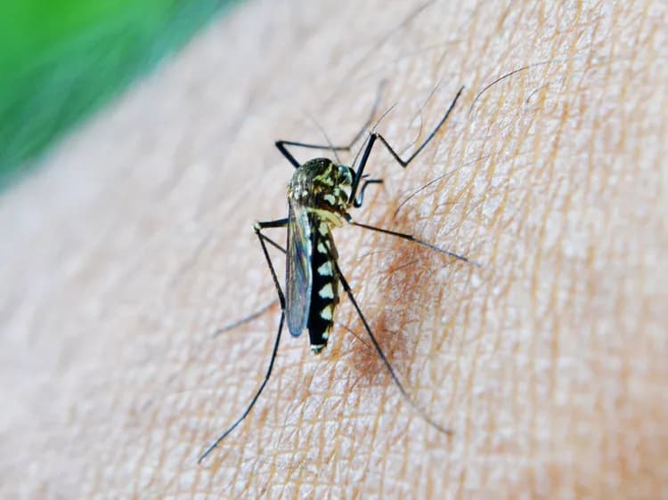 Scientists Accidentally Discover That Malarial Protein Could Treat Cancer