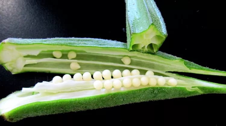 7 Health Benefits Of Okra