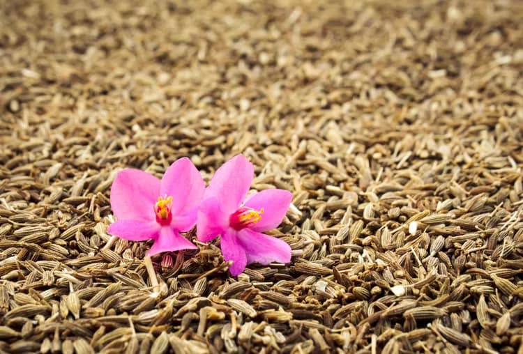 What Are The Health Benefits Of Cumin?