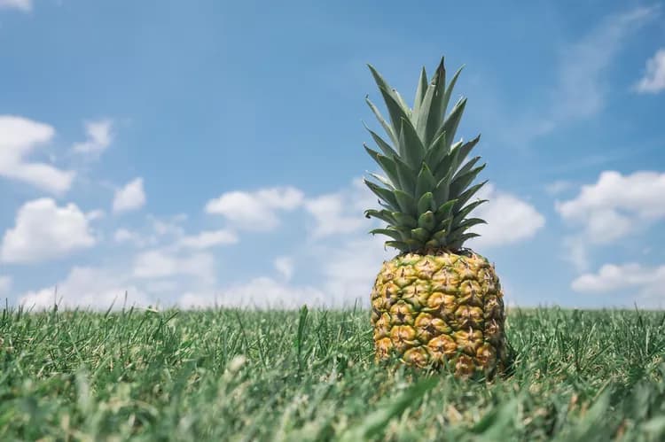 What Are The Health Benefits Of Organic Food?
