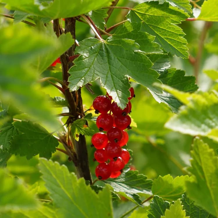 7 Health Benefits Of Redcurrant