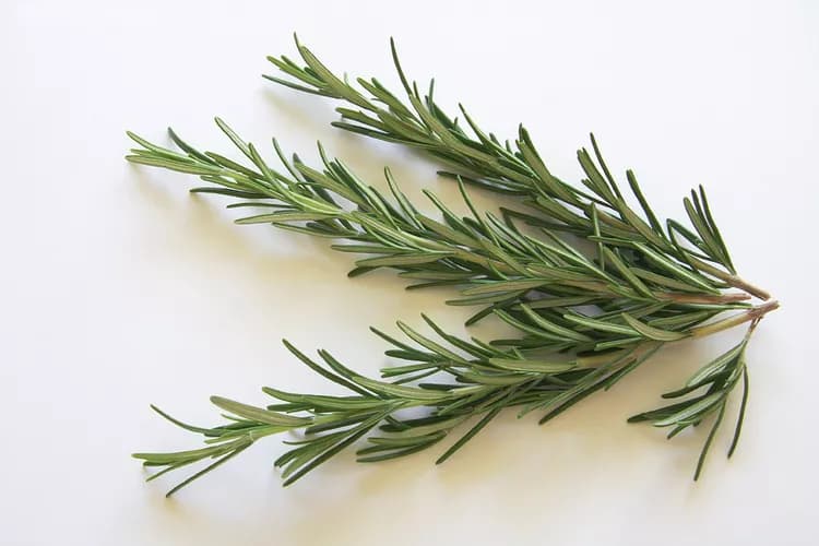 What Are The Health Benefits Of Rosemary?