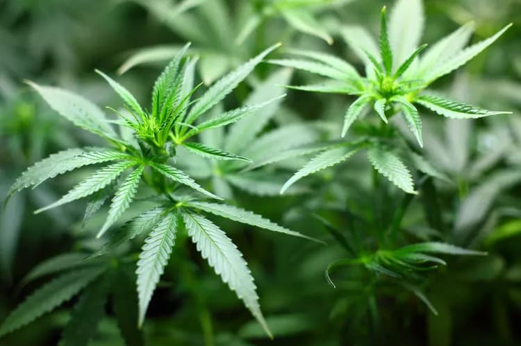 Cannabis Dependence