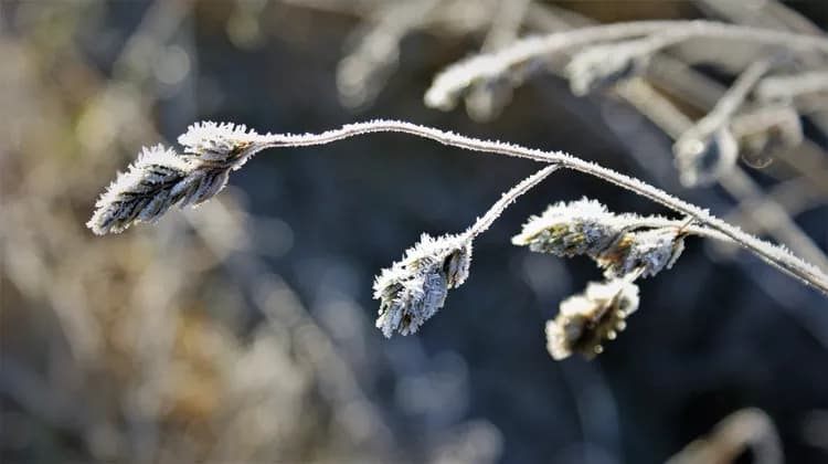 Frostbite