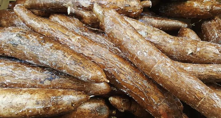 7 Surprising Health Benefits Of Arrowroot