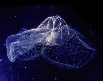 Jellyfish Sting
