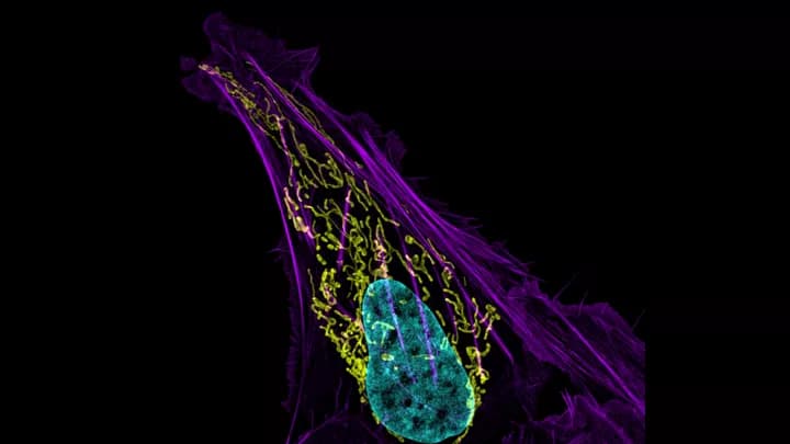 Dylan Burnette and Jennifer Lippincott-Schwartz, Eunice Kennedy Shriver National Institute of Child Health and Human Development, National Institutes of Health