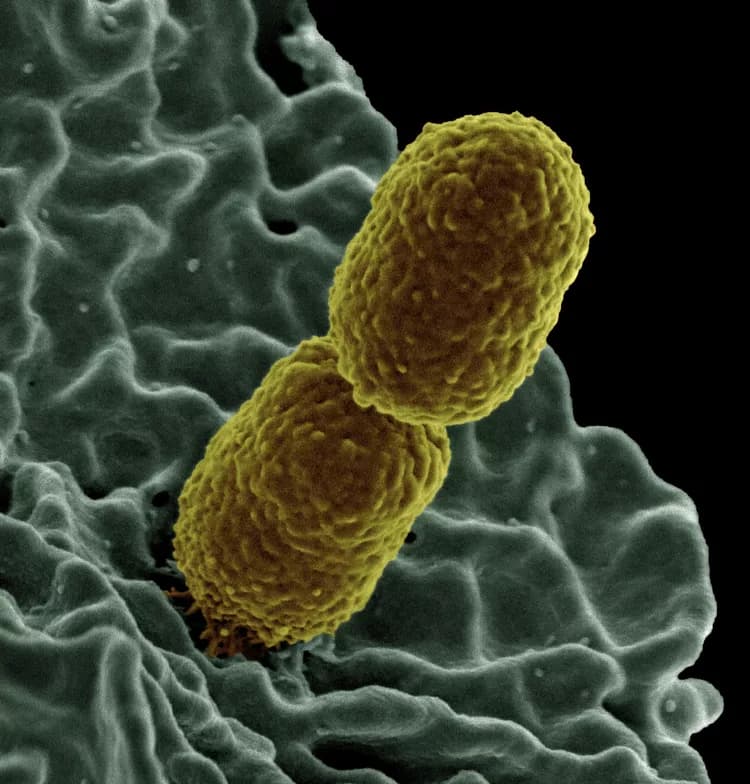 Good Bacteria Might Help Prevent Middle Ear Infections, Pneumonia