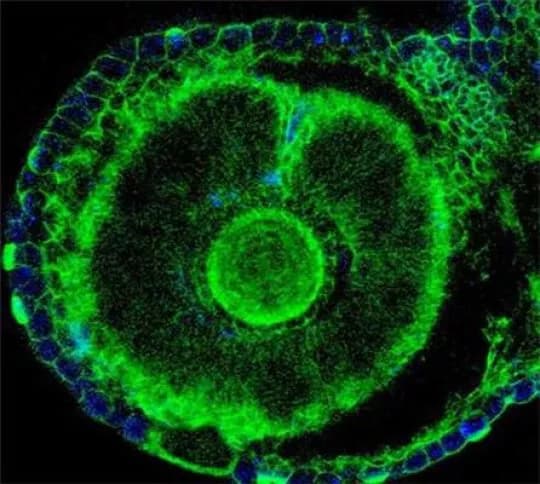 Hebrew University of Jerusalem