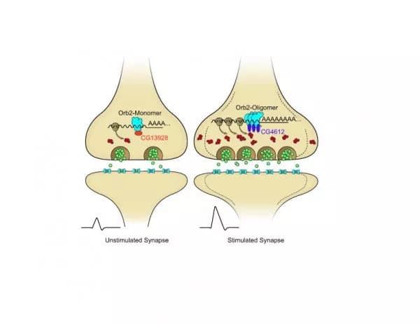Si Lab, Stowers Institute