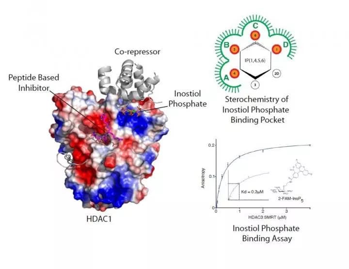 University of Leicester