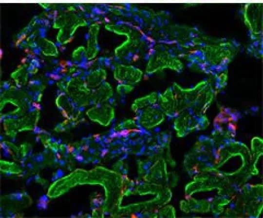 Patricia and John Rosenwald Laboratory of Neurobiology and Genetics at The Rockefeller University/Nature Communications