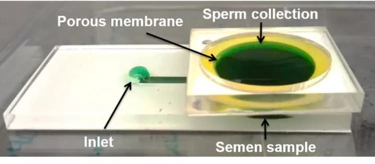 Florida Atlantic University