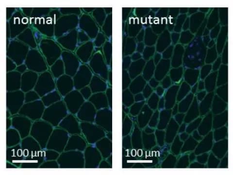 François Redelsperger