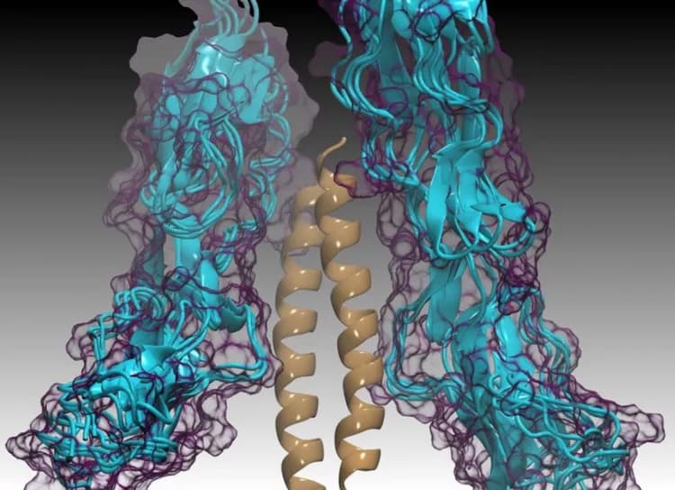 Sophia Hirakis, UC San Diego