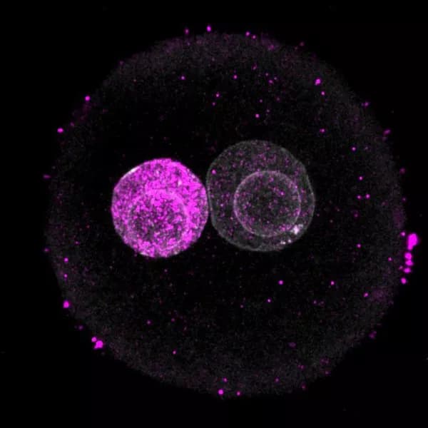 Institute of Molecular Biotechnology