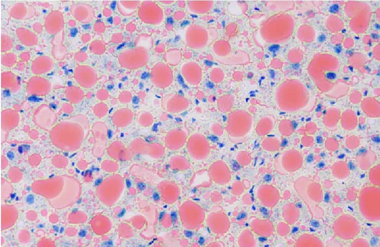 C. Maíllo, IRB Barcelona