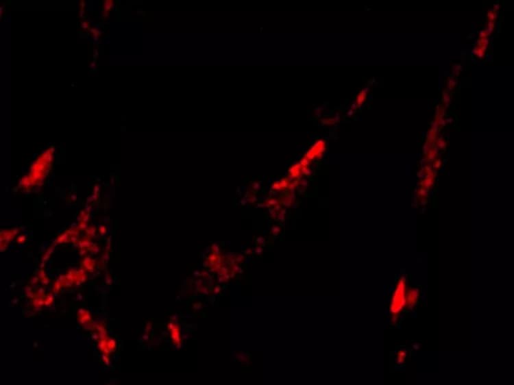 Haiying Liu, Michigan Tech