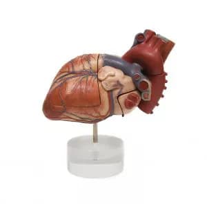 Rate Of Decline Of Cardiovascular Deaths Slows In US