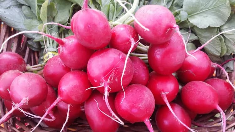 7 Reasons The Radish Is An Effective Aid To Improve Health