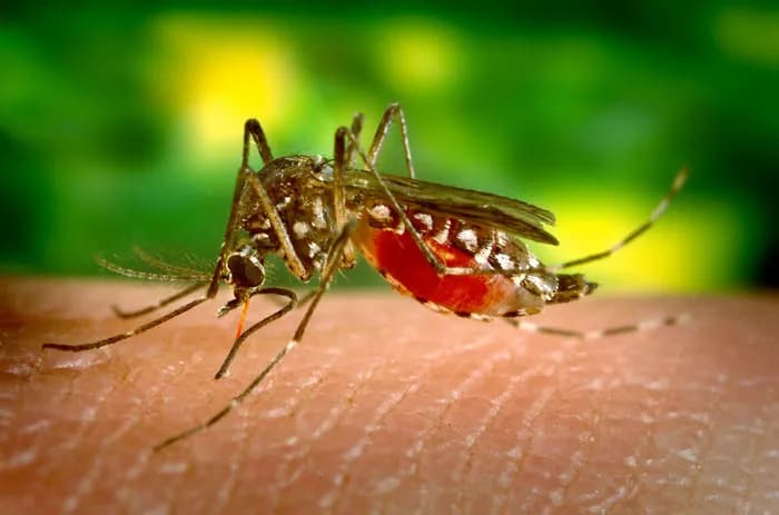 The US Centers For Disease Control And Prevention Issues Travel Guidance Related To Zika Virus