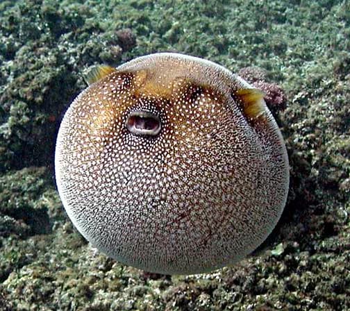 First Aid for Pufferfish Poisoning