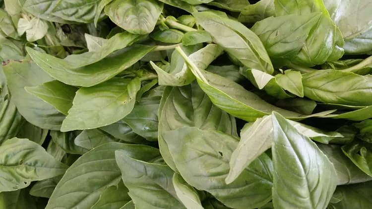 What Are The Health Benefits Of Basil?