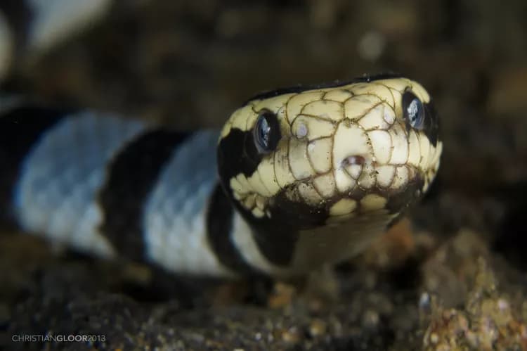 Where are you most likely to encounter Black Banded Sea Krait Bite?