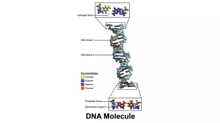 Blausen.com staff. "Blausen gallery 2014