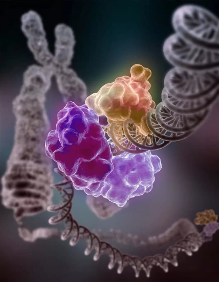 Courtesy of Tom Ellenberger, Washington University School of Medicine in St. Louis, and Dave Gohara, Saint Louis University School of Medicine.