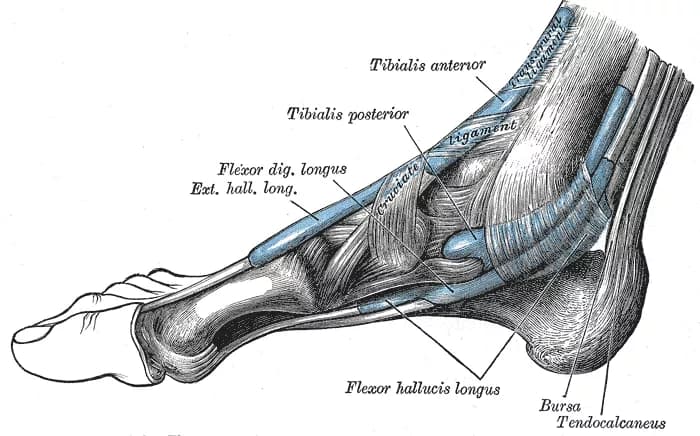 Facts about Tarsal Tunnel Syndrome (TTS)