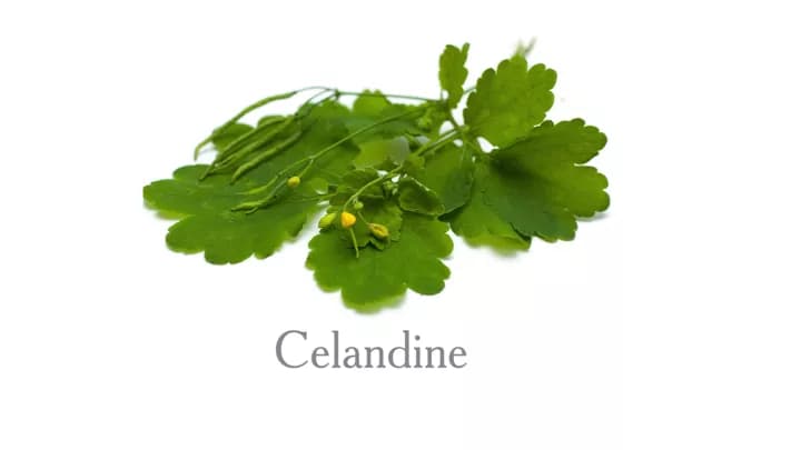 7 Health Benefits Of Greater Celandine