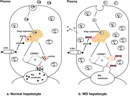 Mysterious Protein-Folding Molecule Could Trigger Metabolic Disorders