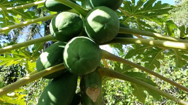 7 Great Health Benefits Of Papaya