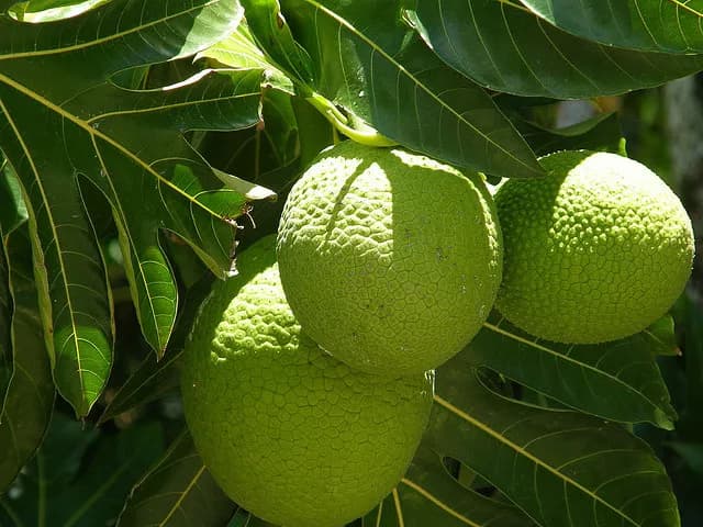 7 Health Benefits Of Breadfruit