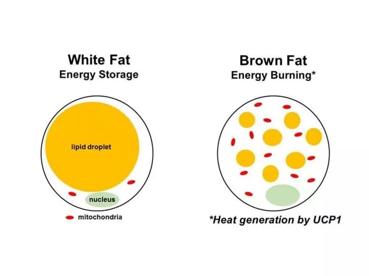 Ray Soccio, MD, PhD, Perelman School of Medicine, University of Pennsylvania