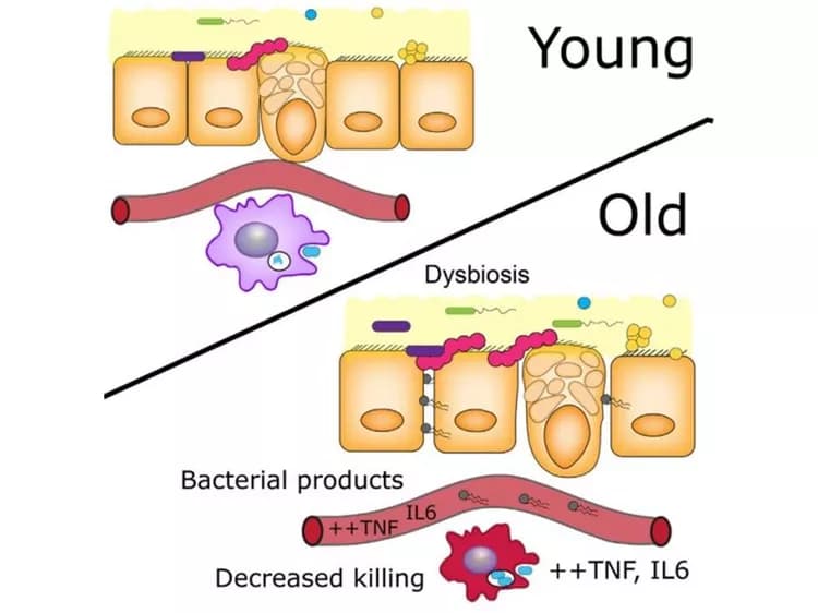 Thevaranjan et al./Cell Host & Microbe 201