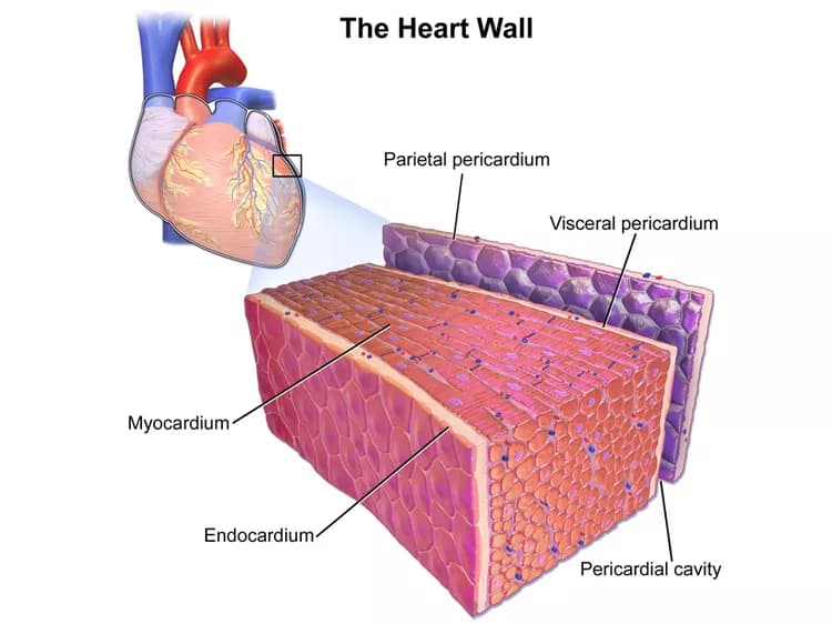 Blausen.com staff. "Blausen gallery 2014