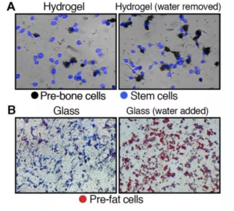 Courtesy of the researchers