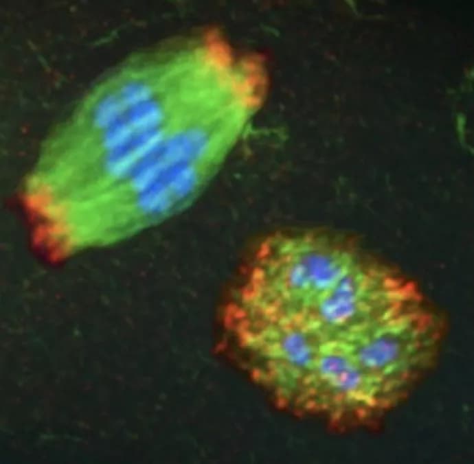 Northwestern University