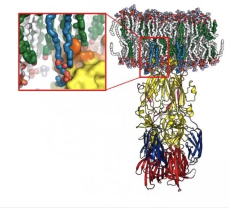 © Pablo Guardado-Calvo, Institut Pasteur