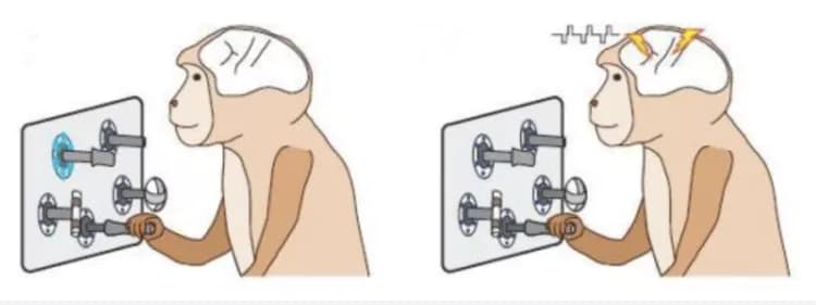 Mazurek and Schieber