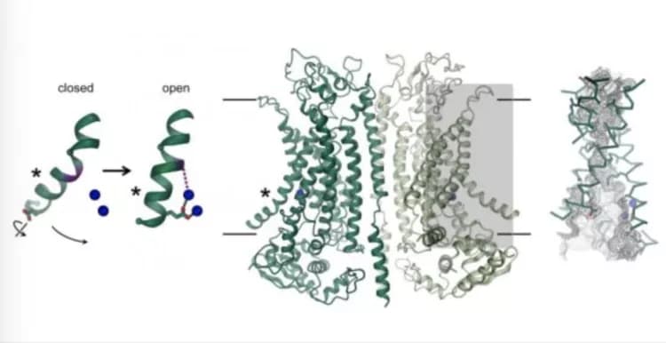 Raimund Dutzler, UZH