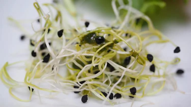 7 Health Benefits Of Alfalfa Sprouts