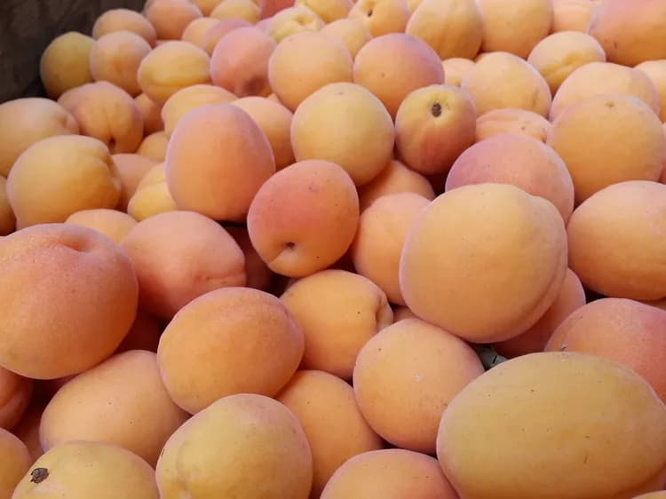 What Are The Health Benefits Of Apricots?