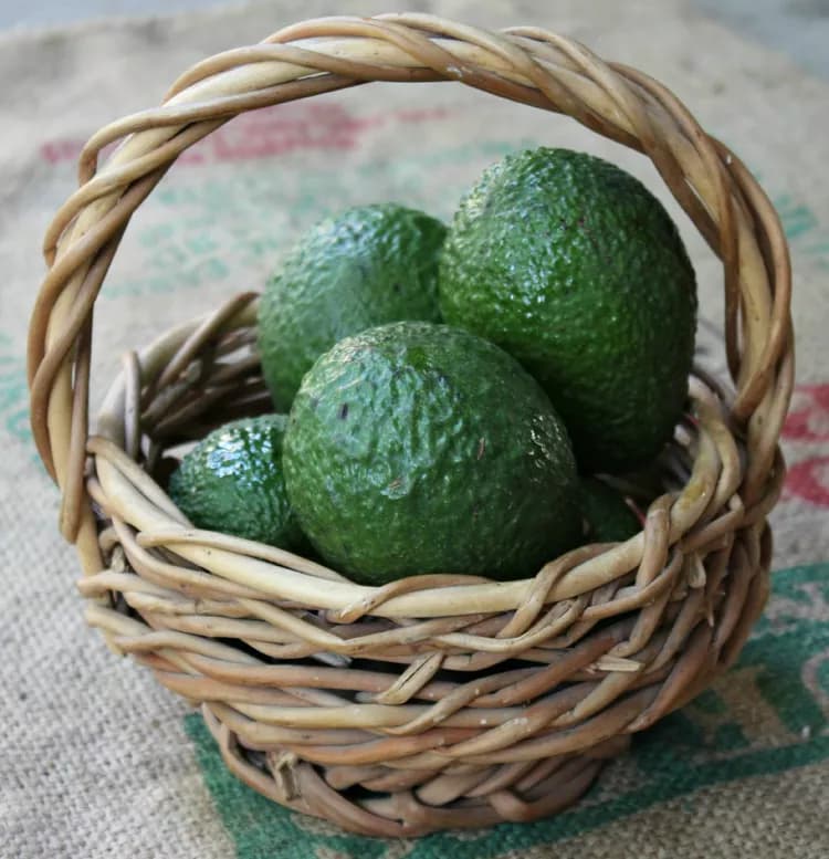 Avocados: Avoid The Risks And Consume In Moderation