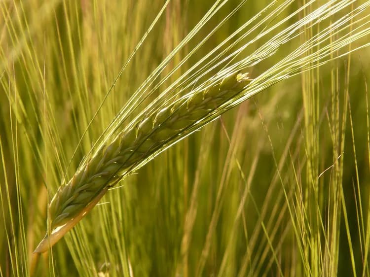 Barley Helps Improve Blood Sugar Levels, Reduce Appetite