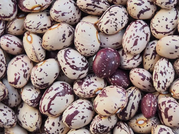 7 Reasons Why Borlotti Beans Are A Must Have
