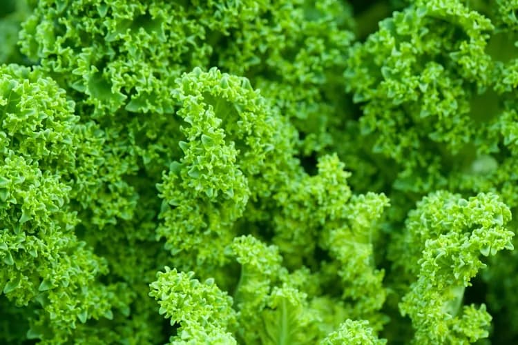 Eating Your Greens Could Enhance Sport Performance